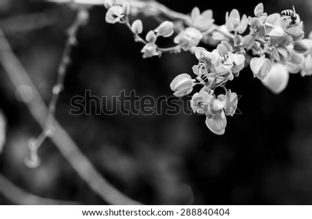 monochrome small flower and bee
