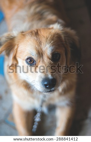 An image of funny dog portrait 