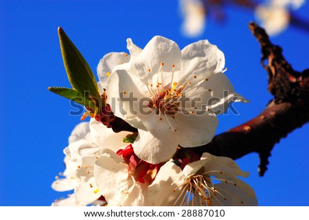 flowering apricot