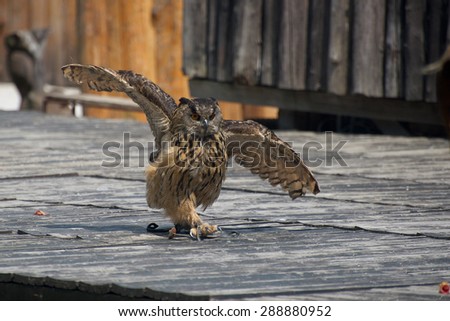 Steps by beautiful owl on medieval show