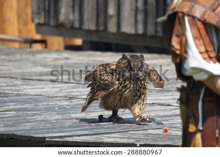 Steps by beautiful owl on medieval show