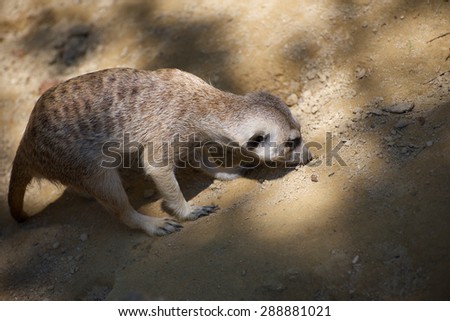 Nice peaceful suricate on the sand and rock place