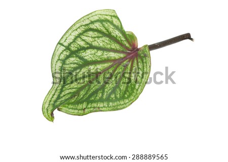 Green leaf of Caladium isolated on white background