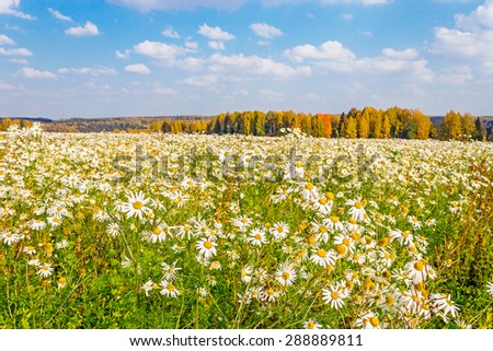 Field of blooming daisies and autumn forest at the horizon