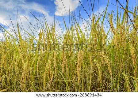Rice growing in a field
