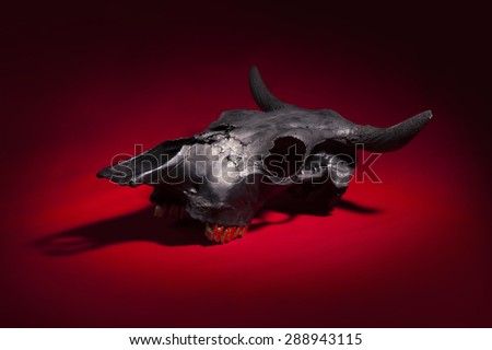 three quarter view photo of cow skull on red background