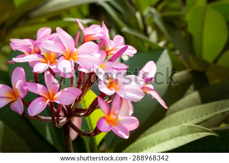 
frangipani flower or Plumeria, tropical flower
