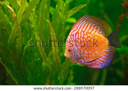 Vividly colored discus ( Symphysodon ) between aquarium plants