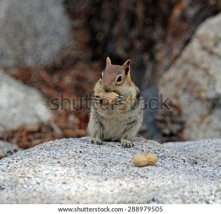 Happy Squirrel in Rock Creek, California