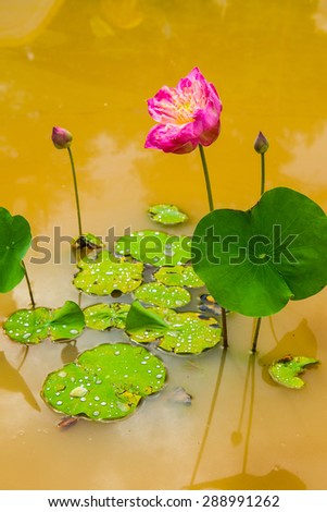 Lotus in brown water, Thailand.