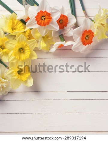 Fresh yellow narcissus flowers  on white  painted wooden planks. Selective focus. Place for text. Toned image.