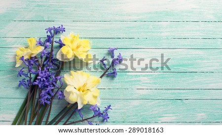 Background with bright colorful yellow and blue spring flowers  on turquoise  painted wooden planks. Selective focus. Place for text. Toned image.
