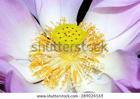 blooming lotus,Flower