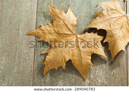 dry maple leaves on rusty wood table background
