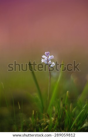Hyacinthella pallasiana flower