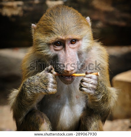 Portrait of young baboon chewing on a stick