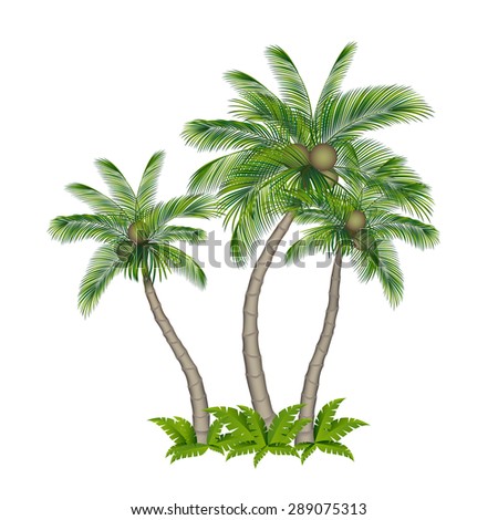 Palm trees on white background