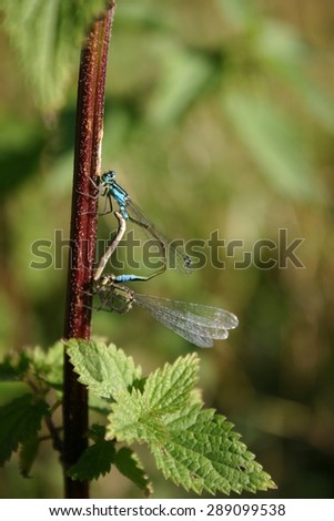 Dragonfly sitting on a plant