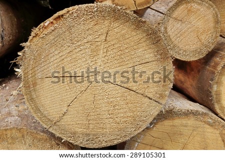 Many Big Old Pine Wood logs In Large Woodpile Background Texture