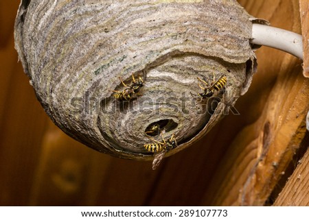 Wasps are building their nest Royalty-Free Stock Photo #289107773