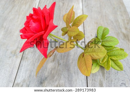 Red rose on wood table 
