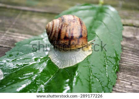Close-up of burgundy snail walking on the leaf, also known as Roman snail, edible snail or escargot