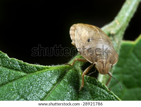 Bedbug sits on a plant