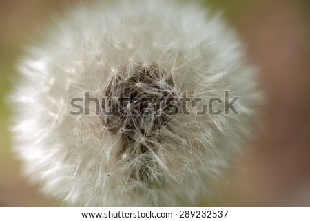 White round dandelion flower closeup on blur background, horizontal picture