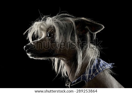 very cute chinese crested dog  portrait in black background