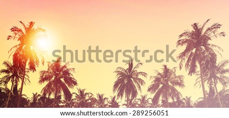 Palm trees at sunset in background. Tropical paradise landscape. Panoramic view. 