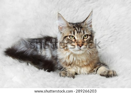 Black silver tabby maine cone cat posing on white background fur