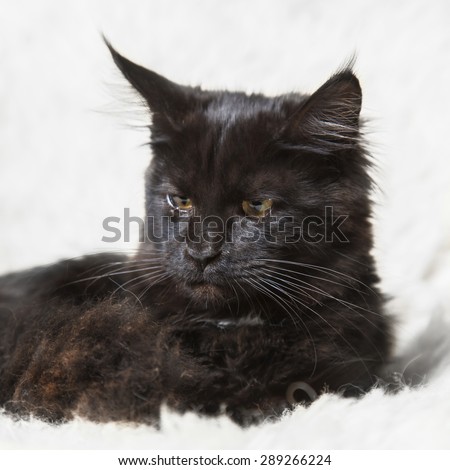 Black kitten maine coon posing on white background fur