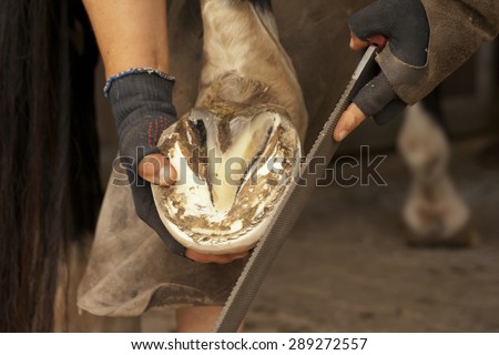 Farrier at work on horses hoof Royalty-Free Stock Photo #289272557
