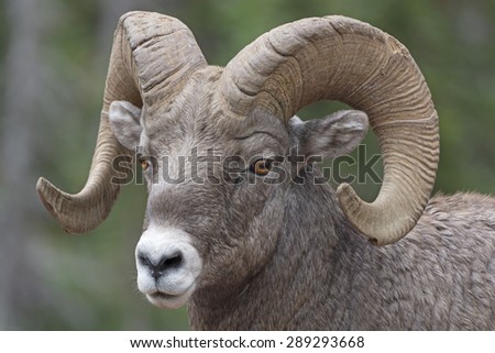 Close-up of a Big Horn Sheep in Glacier National Park in Montana Royalty-Free Stock Photo #289293668