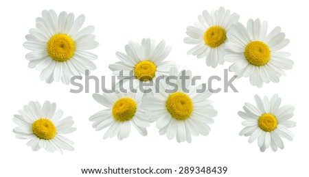 Camomile small group set isolated on white background as package design element Royalty-Free Stock Photo #289348439