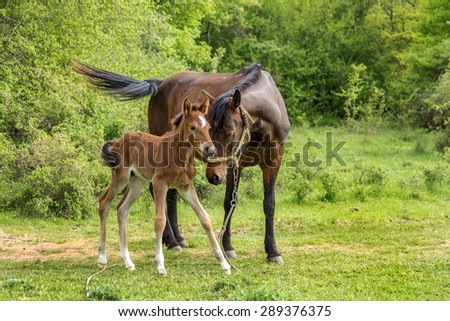 Domestic horse grazing in a mountain valley in the pasture on a background of Crimean mountains. Foal with his mother in the pasture fed with milk.