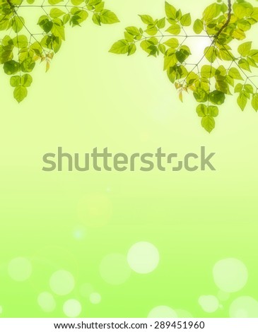 soft filter tree leaf on nature background