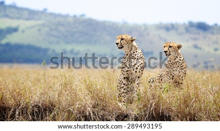 Two wild cheetahs 