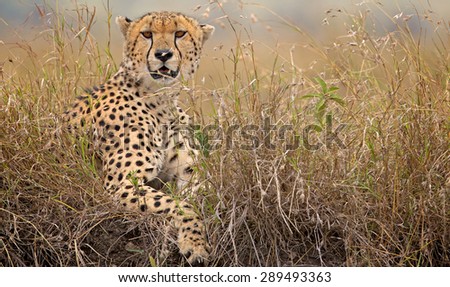 A wild cheetah looking at the camera