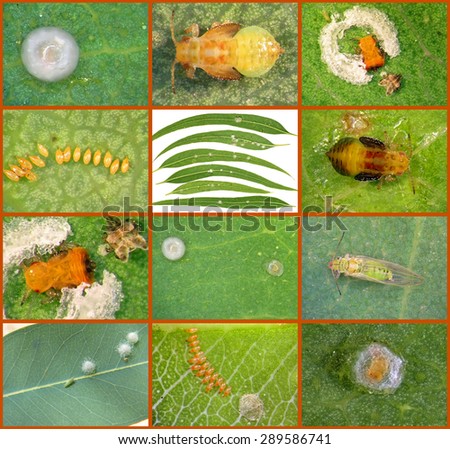 Eucalyptus psylla (Glycaspis brimblecombei) is a serious pest of eucalyptus trees. Pictures of damage and development stages (larvae, pupa and adult)
