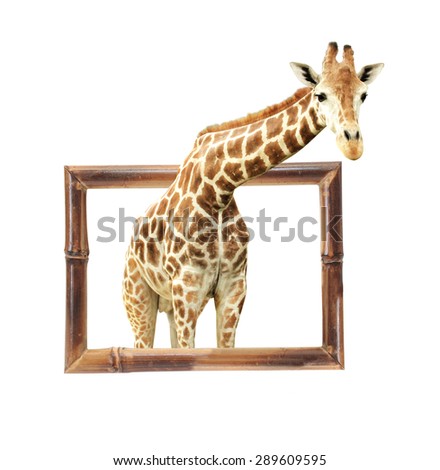 Giraffe in bamboo frame with 3d effect. Isolated on white background