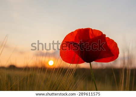 poppy flower in the sundown