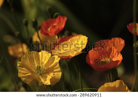 Poppies blossom on meadow