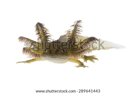Portrait of a Axolotls are members of the Ambystoma tigrinum (Tiger salamander)
