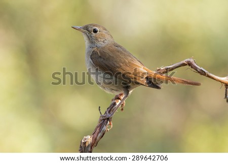 Common Nightingale, ( Luscinia megarhynchos ), sunbathing Royalty-Free Stock Photo #289642706