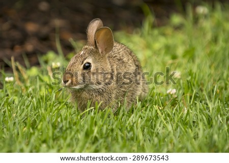 A cute rabbit munching on some fresh green grass.