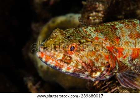 scuba diving lembeh indonesia reef lizardfish underwater