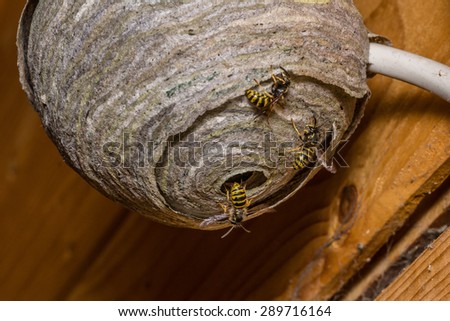 Wasps are building their nest Royalty-Free Stock Photo #289716164