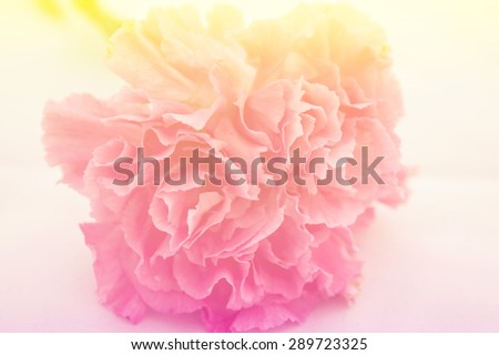 carnation flower on vintage effect