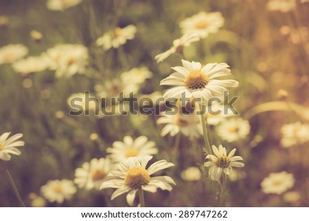 Vintage photo of beautiful chamomile flowers growing and blooming in nature. Macro shoot.